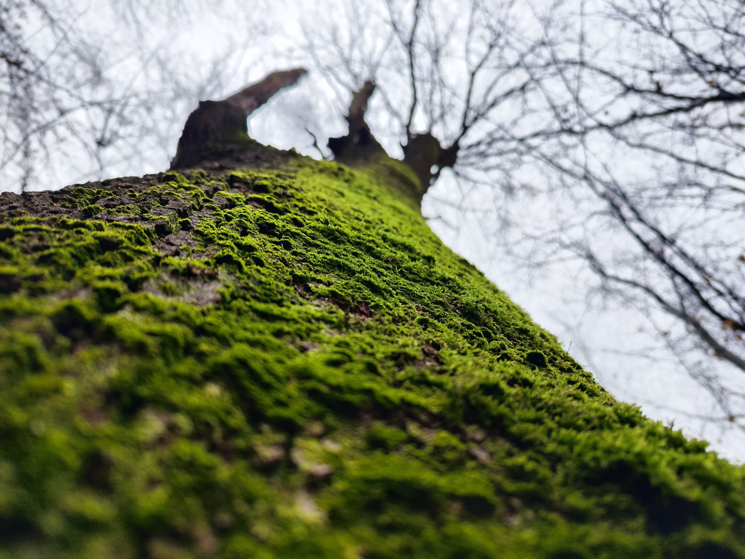 Moos im Wald 04